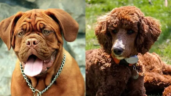 Mastidoodle (mešanica mastifa in pudlja): informacije, slike in nega