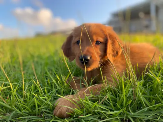 Rode Golden Retriever puppy liggend in het gras