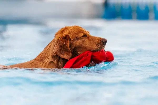 Pluizig donkere Golden Retriever in competitie