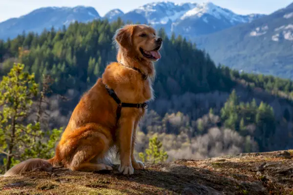 Golden Retriever draagt ​​een harnas terwijl hij bij een klif zit