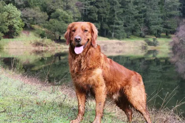 Rode Golden Retriever Hond Staande Voor Een Vijver