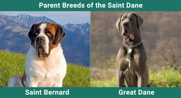 Parents_races_Saint Dane
