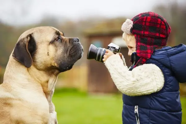 Um Cane Corso será bom para meus filhos? Tudo o que você precisa saber!
