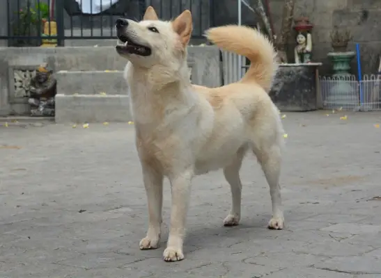 Kintamani Bali Dog_Adi Dharmawan_shuterstock