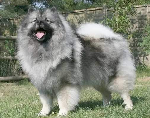 Keeshond_Pharaoh Hound_Wikimedia