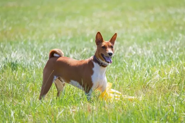 Basenji-Hund auf dem Gras