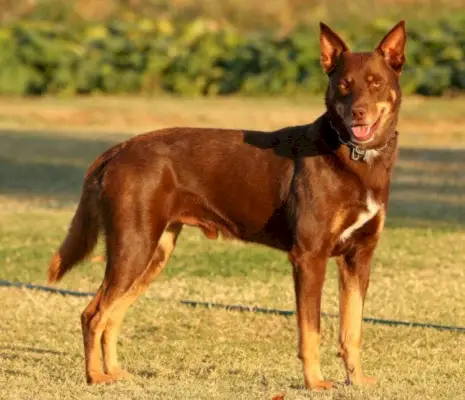 Australischer Kelpie_shutterstock_RMT