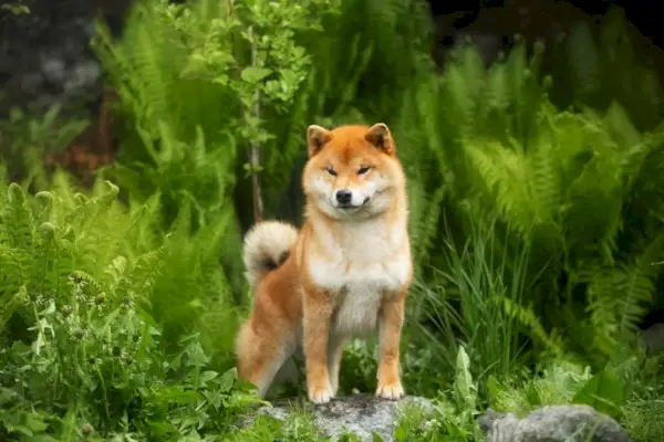 Shiba Inu Hund steht im Wald