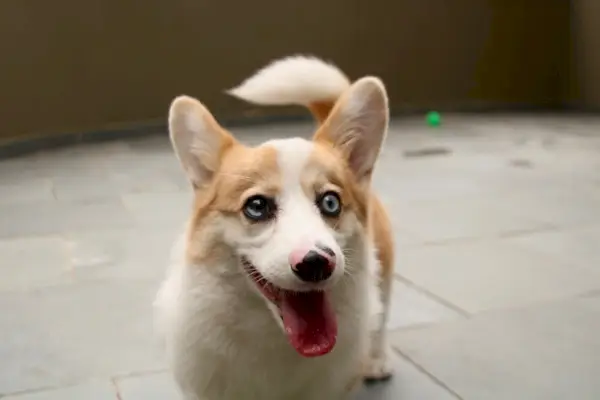 amerikkalainen corgi