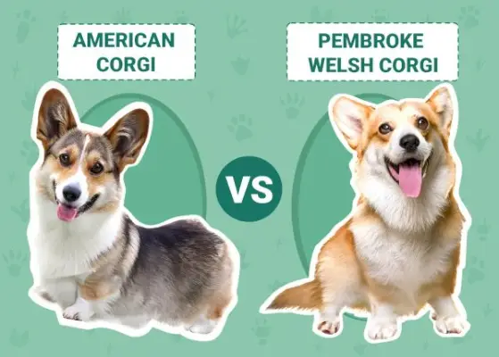 American Corgi vs Pembroke Welsh Corgi: Kuinka erottaa heidät toisistaan