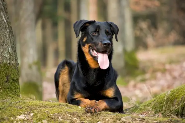 Beauceron kutya az erdőben