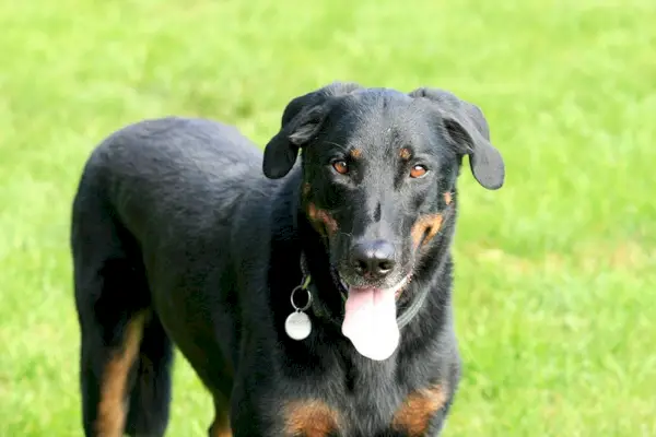 beauceron kutya állt a fűben