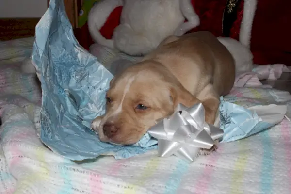 Лежащий щенок боксёра_Cinda-lu_Shutterstock