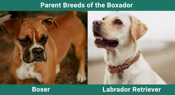 Parent_breeds_Boxador