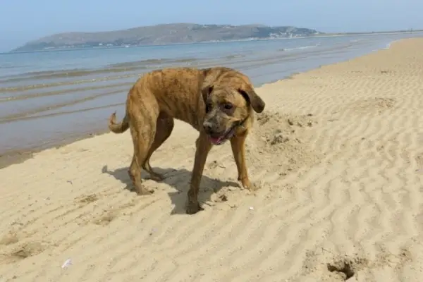 боксёр в песке_Крис Бакли_Pexels