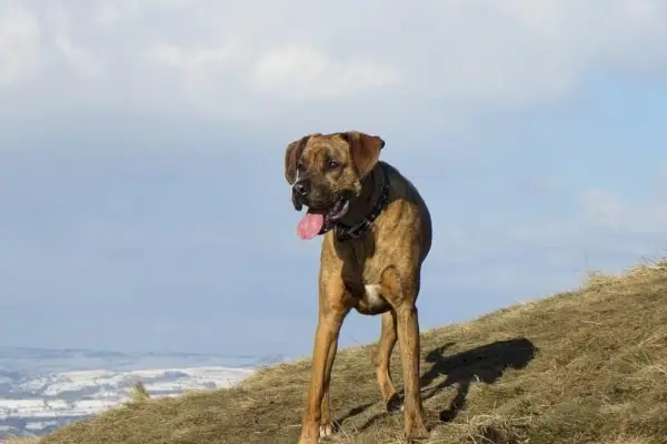 тигровый-боксадор_Piklist