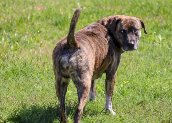 боксёр в траве_Джулия МакКоли_Shutterstock