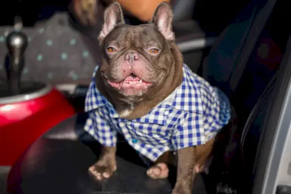 czekoladowy buldog francuski siedzący w samochodzie