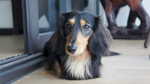 Mini teckel poil long couché