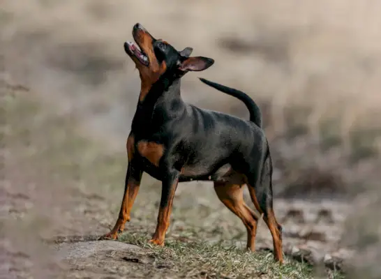 早春の野原のミニチュア・ピンシャー