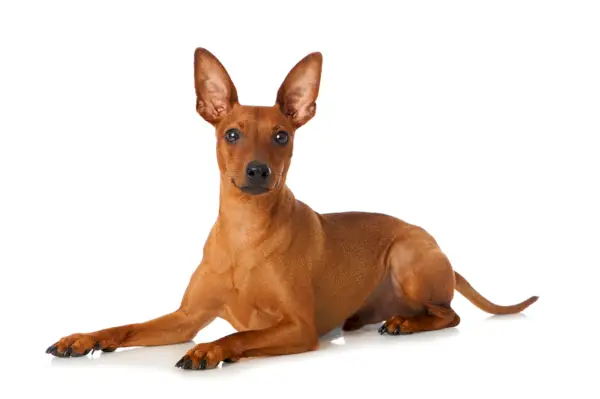 草の上に立つミニチュア・ピンシャー