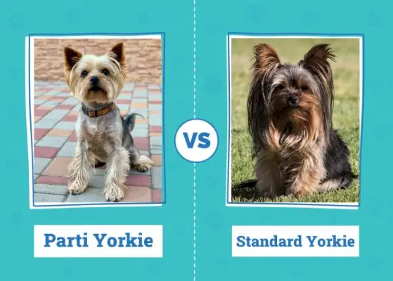Parti Yorkie vs Standardní Yorkie