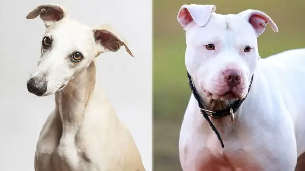Родителските породи на смесица Whippet Pitbull