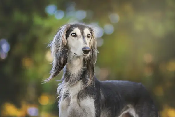 saluki hondengezicht