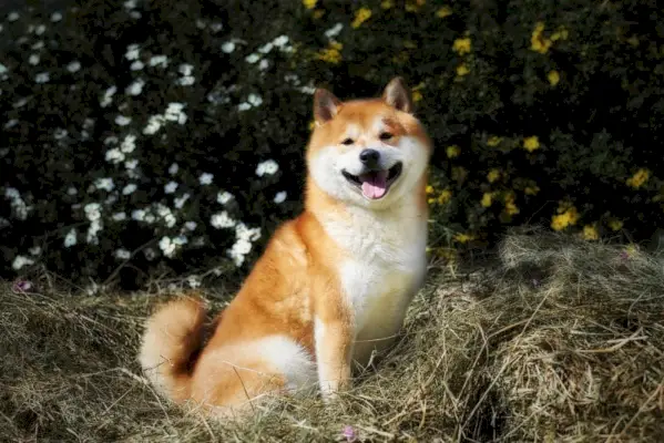 shiba inu hond zittend op gras