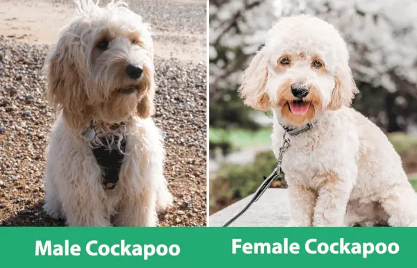 Man vs Kvinna Cockapoo