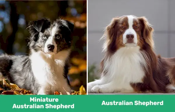 miniaturowy owczarek australijski i owczarek australijski różnice wizualne