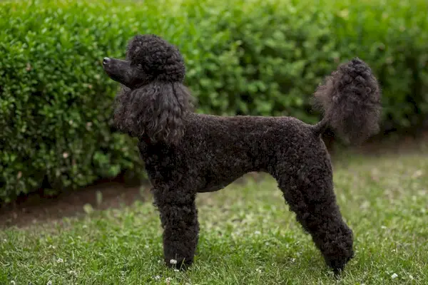 cane barboncino nano nero nel giardino