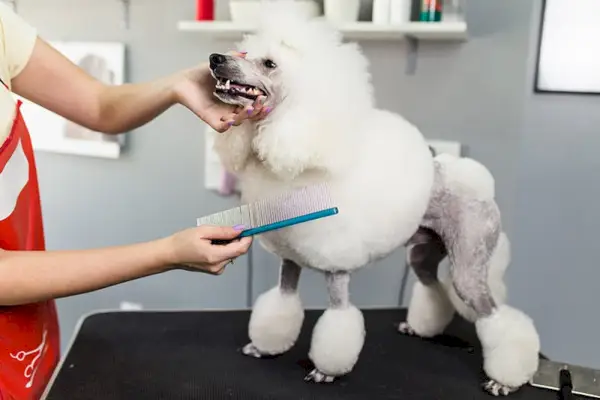 persona che governa un barboncino nano bianco