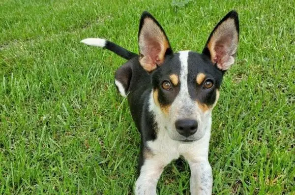 Guia de raça de gossos Mountain Feist: informació, imatges, cura i més!