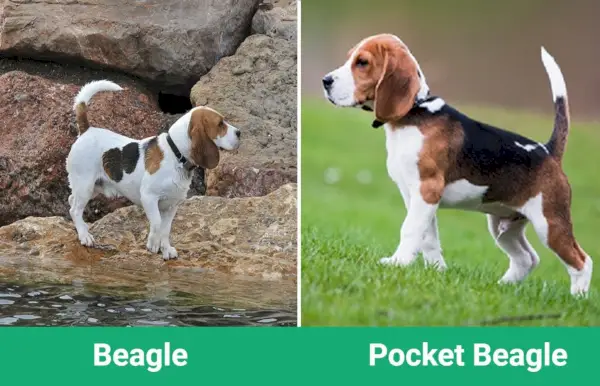 beagle džepni beagle sidebyside