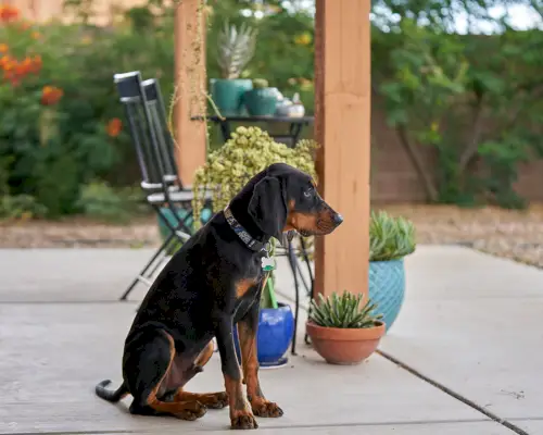 Musta ja tan Coonhound istuu kuistilla