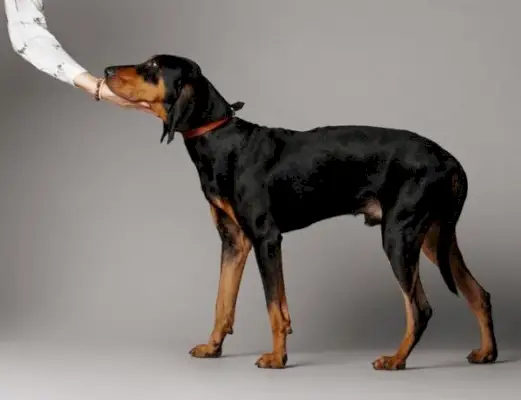 Musta ja tan Coonhound