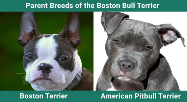 Szülőfajták_Boston-Bull-Terrier