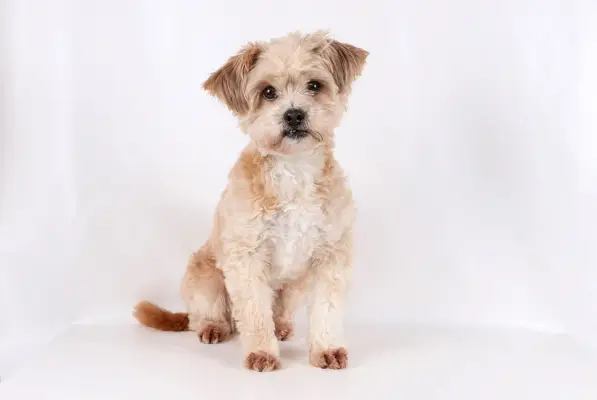 Havamalt-Hund im Studio