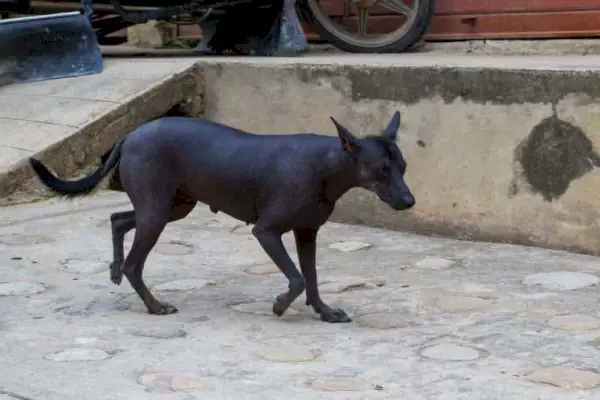Cachorro preto peruano andando no
