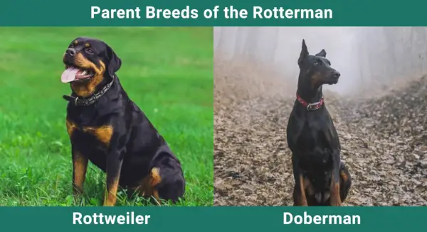 Parent_breeds_Rotterman