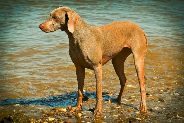 ваймаранер, стоящ на брега на морето