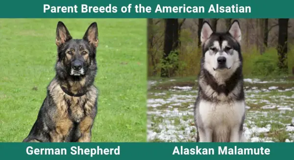 Parent_breeds_American Alsasan