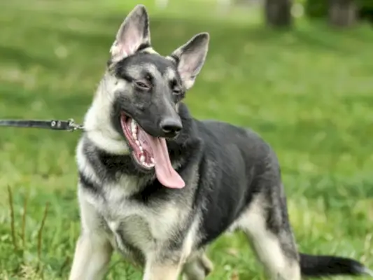 Americký alsaský pes na vodítku