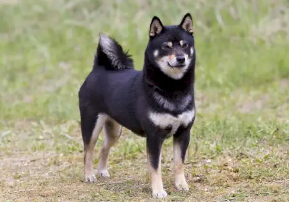 Black & Tan Shiba Inu: Fakten, Herkunft und Geschichte (mit Bildern)