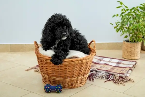 Sort legetøjspudle siddende