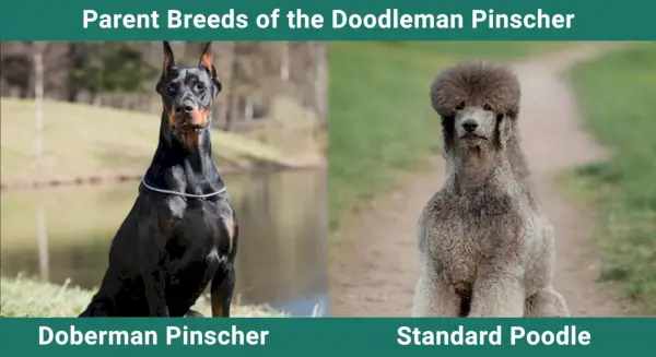 Parent_breeds_Doodleman-Pinscher