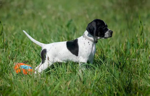 Штене енглеског показивача плаћа у трави