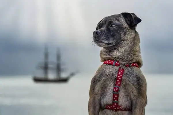 저그 믹스견 클레오