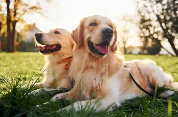 dva psa zlatna retrivera leže na travi